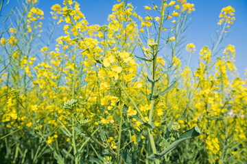 Rapeseed flower sea in Bingma Township, Yunnan Province