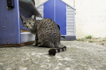 Abandoned cat in street