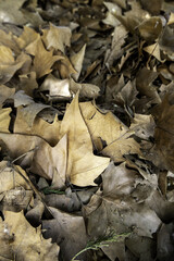 Dry autumn leaves