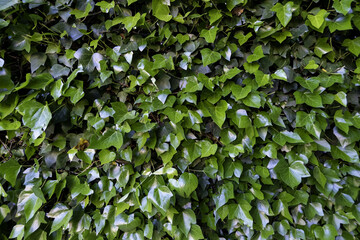 Green hedge background