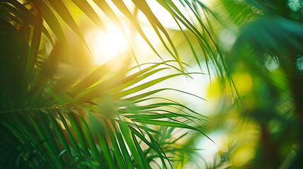 Obraz premium sun shining through the branches of palm tree