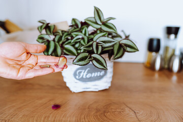 houseplant with striped leaves, tradescantia with red leaves, care
