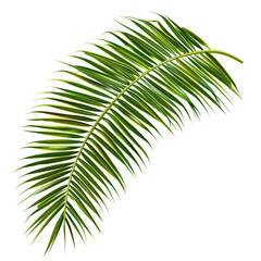 Obraz premium palm leaf isolated on white