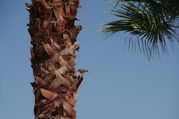 Small bird sitting on a tall palm trunk