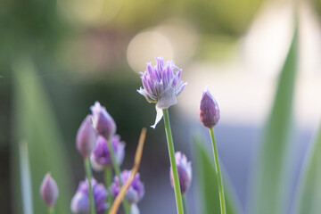 Schnittlauchbl&uuml;ten