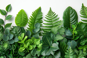 Green leaves of different plants on white background.