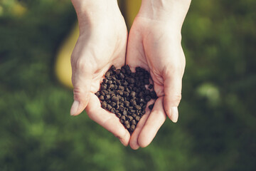 Organic fertilizers in gardener's hand
