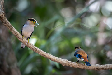 Small birds in Ma Da forest in Vinh Cuu district, Dong Nai province, Vietnam	