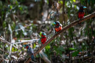 Small birds in Ma Da forest in Vinh Cuu district, Dong Nai province, Vietnam	