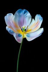 Beautiful multicolor tulip with stem isolated on black background, yellow pollen, white, blue, purple flowers. 