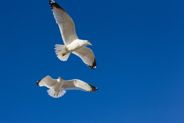 Möwen am strahlend blauen Himmel mit schönen wolken