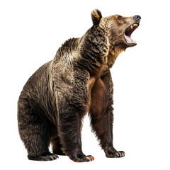 Fototapeta premium Large brown bear sitting on the ground and roaring. isolated on transparent background.