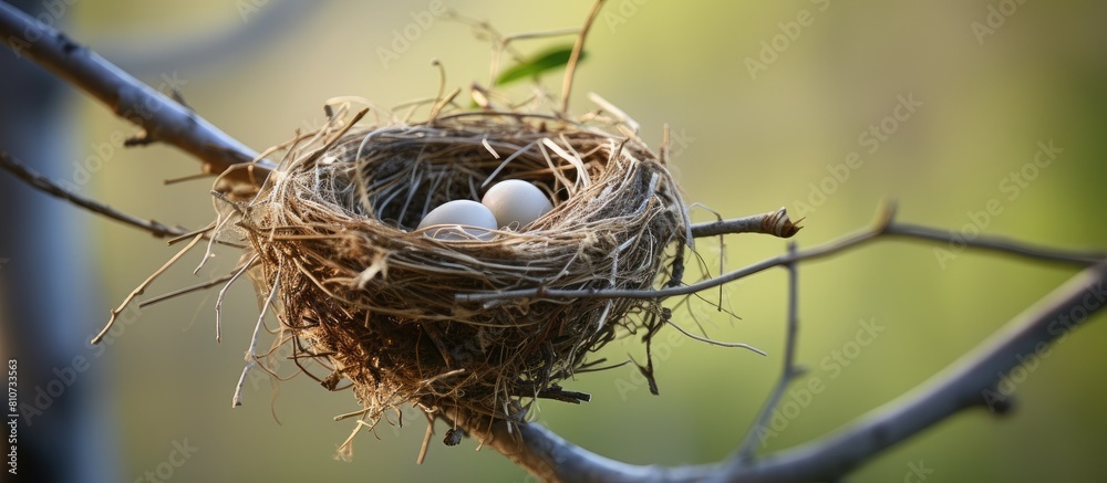 Poster A nest made by a bird perched on a tree with copy space image available