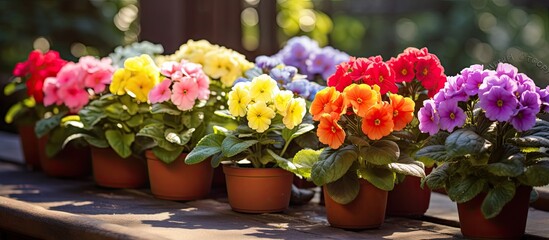 A vibrant assortment of primroses in various colors adds a touch of beauty and nature to the home garden terrace capturing the essence of gardening The copy space image features springtime planting