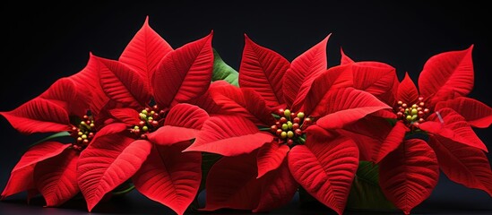 Poinsettia a popular Christmas decoration is a plant that adds vibrant color and festive spirit to any holiday setting. Creative banner. Copyspace image