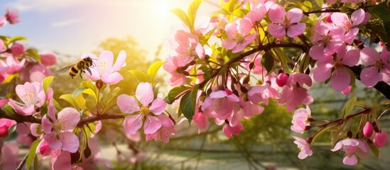 A spring garden with blossoming apple trees where a bee is attracted to the flowers There is ample space in the image for a natural and beautiful view