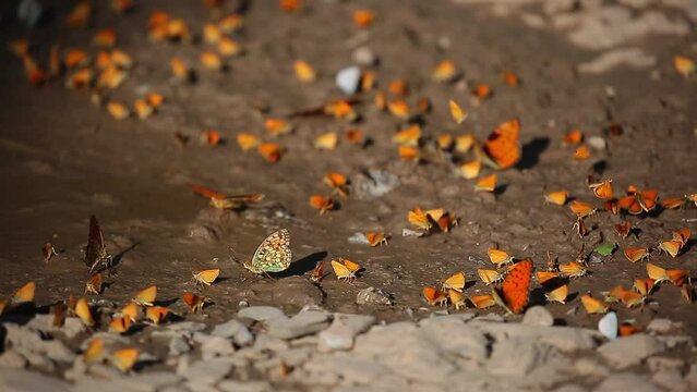 Many butterflies sit on the shore of a pond, drinking water. Orange butterflies in a large cluster.