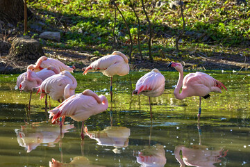  a flock of pink flamingos sleeping on a zoo pond