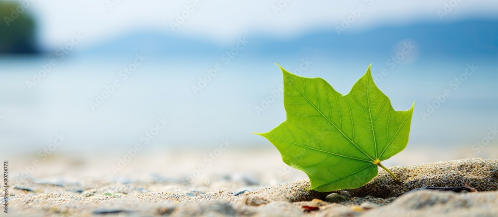 Aufkleber a high quality photo of a green leaf placed on a stone against a sandy beach background with copy sp