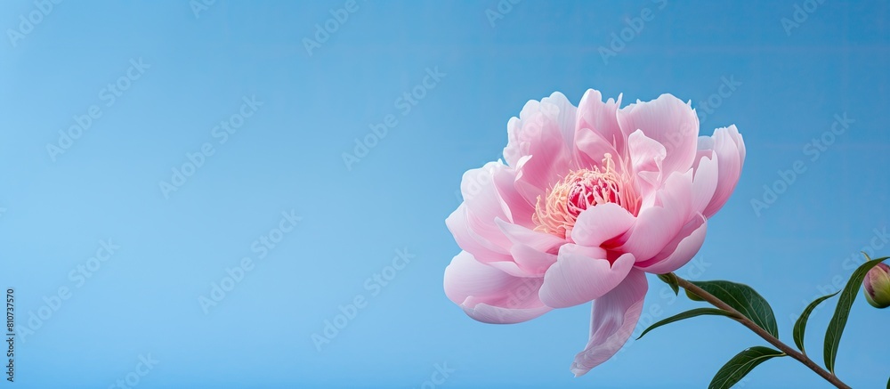 Aufkleber a beautiful pink peony blooms elegantly in front of a vibrant blue background leaving ample space fo