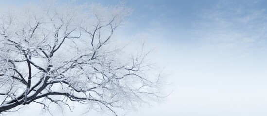 A copy space image that captures the serene beauty of winter showcasing the intertwining branches of trees against the backdrop of a clear sky