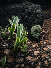 Plant in the garden