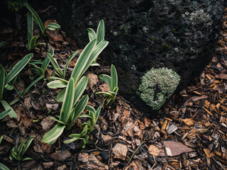 Plants in the garden