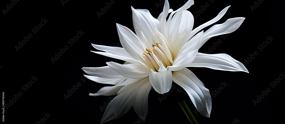 Poster copy space image of a flower featuring a pristine white coloration set against a contrasting black b