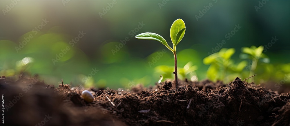 Poster a green sprout emerging from a seed planted in nutrient rich organic soil with a pleasant copy space