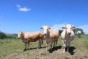 Obraz premium Vaches blonde laitière dans le pré