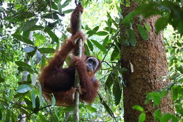 Sumatran orangutan in Gunung Leuser National Park, North Sumatra, Indonesia