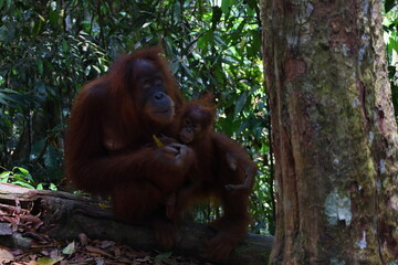 Sumatran orangutan in Gunung Leuser National Park, North Sumatra, Indonesia