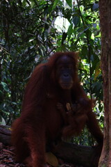 Sumatran orangutan in Gunung Leuser National Park, North Sumatra, Indonesia