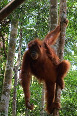 Obraz premium Sumatran orangutan in Gunung Leuser National Park, North Sumatra, Indonesia
