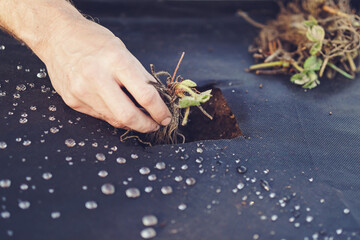 Planting fresh new strawberries in the garden, ground covered with dark fabric