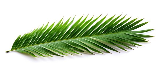 The copy space image shows a green tropical palm leaf on a white background with a clipping path for easy isolation