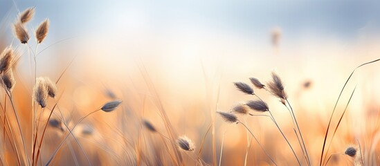 Close up of stunning blurred background with dry flax plants Perfect for adding text copy space image