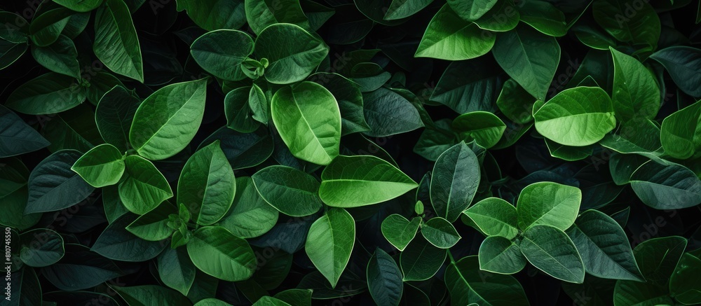 Aufkleber An image of a background filled with green leaves providing a copy space for additional content