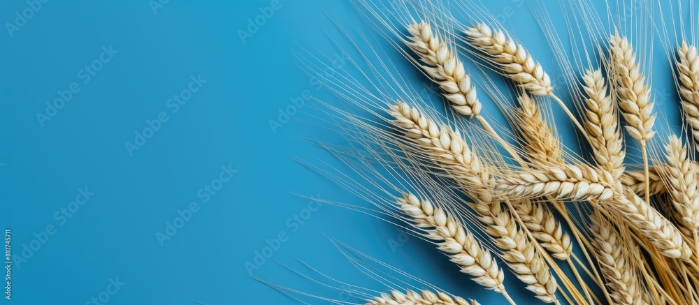 Poster copy space image of wheat or barley ears viewed from the top against a blue background