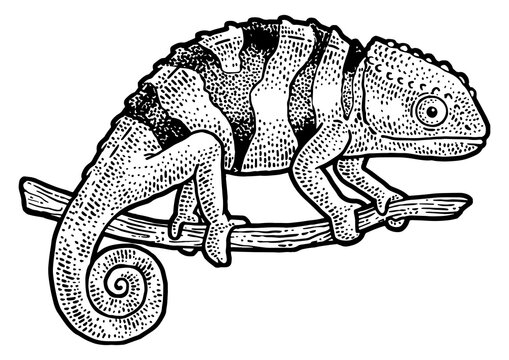 recommend clip art: Chameleon lizard sketch PNG illustration