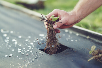 Planting fresh new strawberries in the garden, ground covered with dark fabric
