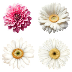 Gerbera flowers cutout transparent background.