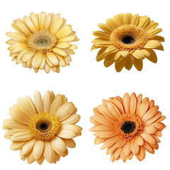 Gerbera flowers cutout transparent background.