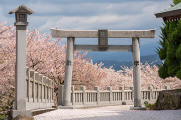 Mitoyo, Kagawa, Japan - April 9 2023 : Ise Asahiyama Hongu shrine in the Asahiyama Shinrin Park ( Mt. Asahi Forest Park ). Cherry blossoms in full bloom in Shikoku island.
