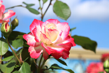 white and red rose blooms against the blue sky in the park