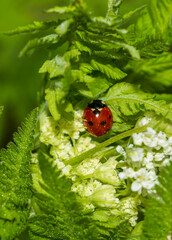 ladybug on green leaf