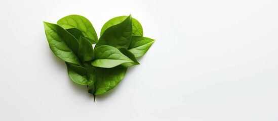 Copy space image of a green tea leaf heart against a light backdrop