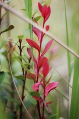 Image of flower plants and trees in the lake
