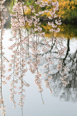 연지못 수양벚꽃나무