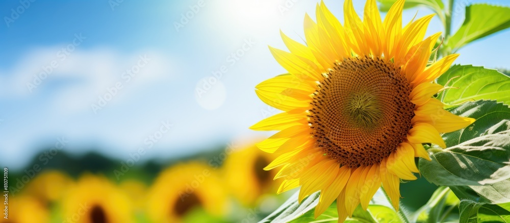Poster Closeup of a stunning sunflower in full bloom on a summer day providing ample space for adding text in the image